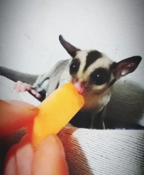 Meravigliosi cuccioli di Petauri dello Zucchero | Foto 2