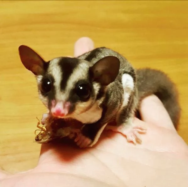 Meravigliosi cuccioli di Petauri dello Zucchero | Foto 1