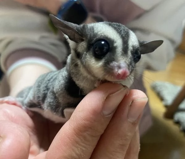 Meravigliosi cuccioli di Petauri dello Zucchero