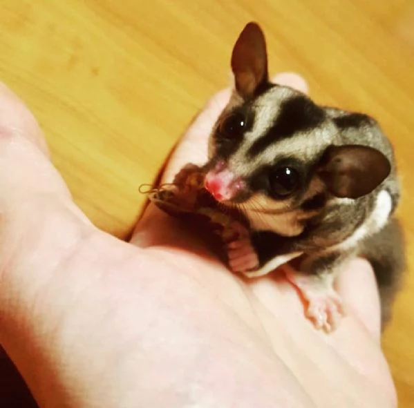 Meravigliosi cuccioli di Petauri dello Zucchero | Foto 0