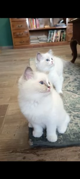 RAGDOLL CUCCIOLE CON PEDIGREE