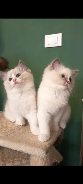 RAGDOLL CUCCIOLE CON PEDIGREE | Foto 0