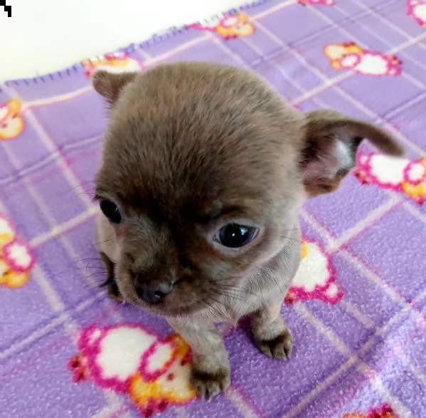 chihuahua  | Foto 4