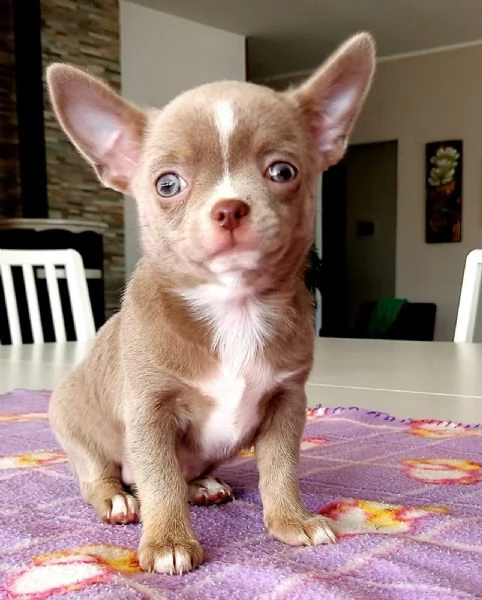 chihuahua  | Foto 3