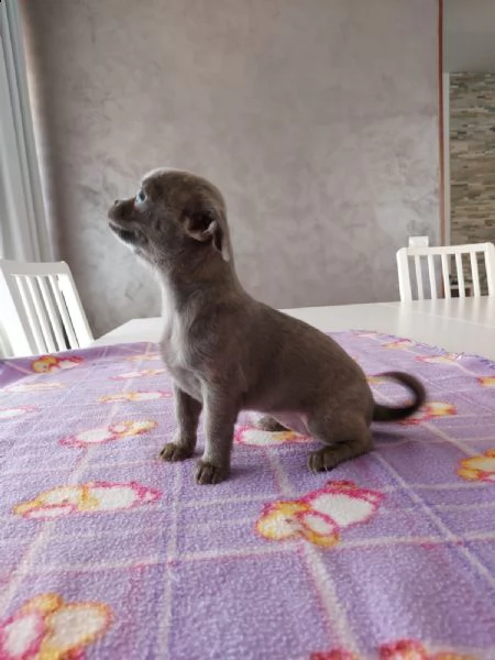 chihuahua  | Foto 2