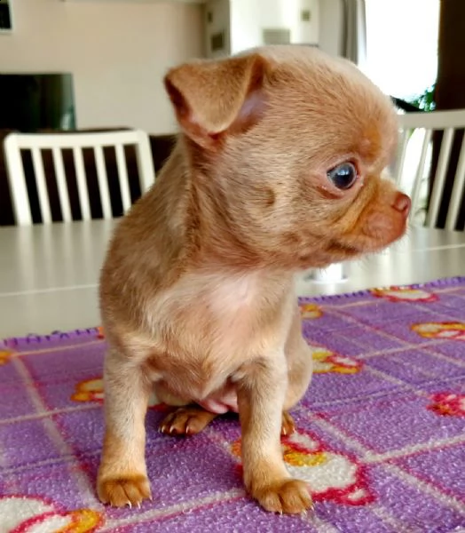 chihuahua  | Foto 1