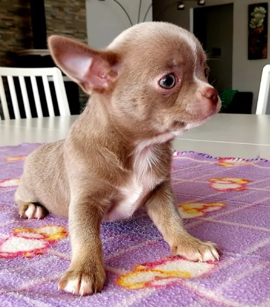 chihuahua  | Foto 0