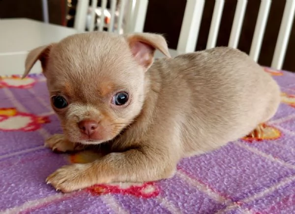 chihuahua 